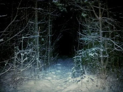 Туманный страшный лес - 72 фото