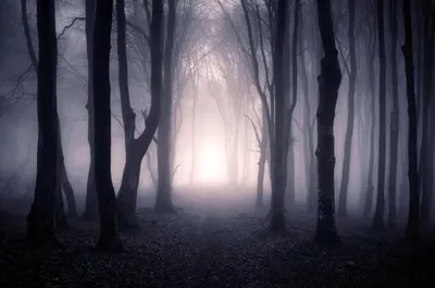Лес темный страшный - красивые фото