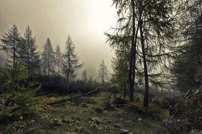Страшный лес - Красивые картинки обоев для рабочего стола