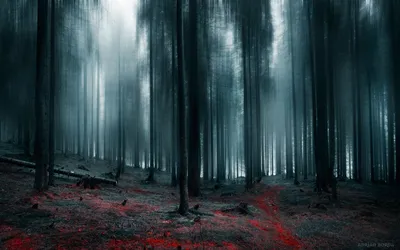 Фон страшный лес (83 фото)