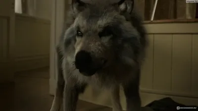 Укушенная / Bitten - «Я злой и страшный серый волк! Обожаю эту тему, но не  этот сериал!» | отзывы
