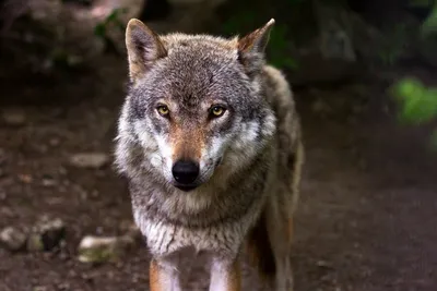 Страшный волк картинки - 65 фото