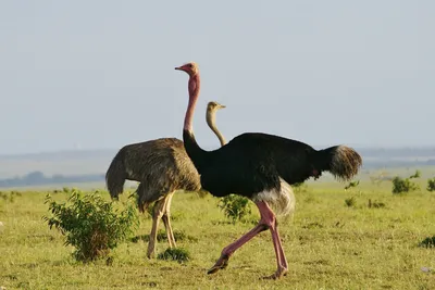 Bird Voices How Ostrich Sings - YouTube