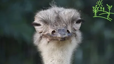 Страус (Ostrich)