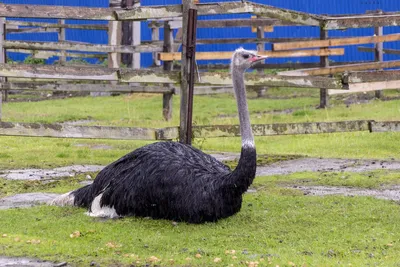 Птица Страус (Struthio camelus): фото и описание, виды страусов, яйца  страуса, интересные факты
