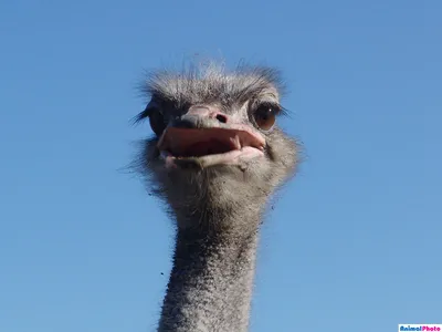 Фото Голова страуса на фоне голубого неба