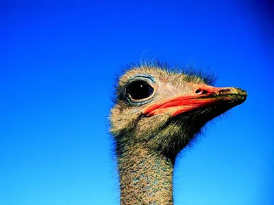 Птица Страус (Struthio camelus): фото и описание, виды страусов, яйца  страуса, интересные факты