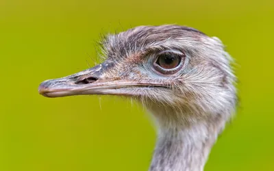 О нападении страуса на человека. | Пикабу