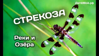 Мастер-класс с детьми старшего дошкольного возраста «Стрекоза из бросового  материала» (8 фото). Воспитателям детских садов, школьным учителям и  педагогам - Маам.ру