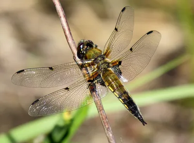 Четырёхпятнистая стрекоза (Libellula quadrimaculata) - Picture Insect