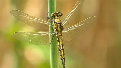 Обои цветок, стрекоза, насекомое, flower, macro, insect, dragon-fly  картинки на рабочий стол, раздел макро - скачать