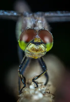 Стрекозы (Odonata) Республики Мордовия - Природа Республики Мордовия