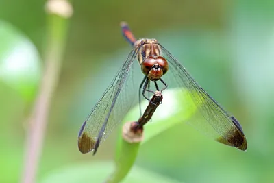 Какие же красивые фото стрекозы запечатлел | Пикабу