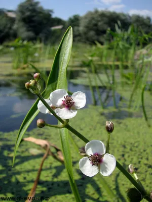 Стрелолист обыкновенный (Sagittaria sagittifolia L.)