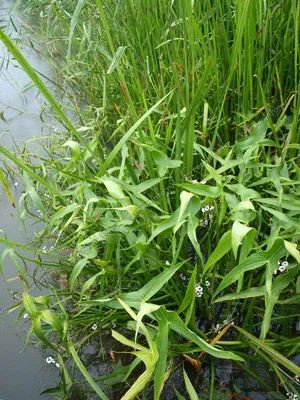 Стрелолист обыкновенный (лат. Sagittaria sagittifolia) |  Природно-экологический музей