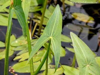 Стрелолист (Sagittaria)