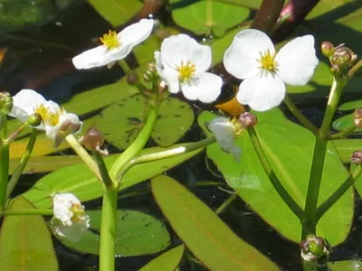 Коллекционный объект БСИ ДВО РАН: Sagittaria natans (стрелолист плавающий)