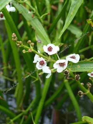 Стрелолист Эатона (Sagittaria eatoni) | содержание, размножение