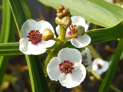 Стрелолист шиловидный (Sagittaria subulata), купить, содержание,  разведение, описание, фото, цена, отзывы, каталог растений, каталог рыбок