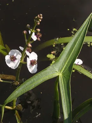 Купить Sagittaria sagittifolia (Стрелолист обыкновенный), купить стрелолист,  купить водные растения