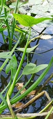 MW0732384, Sagittaria trifolia (Стрелолист трехлистный), specimen