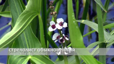 MW0559648, Sagittaria sagittifolia (Стрелолист обыкновенный), specimen