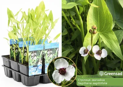 Стрелолист обыкновенный (Sagittaria sagittifolia) - PictureThis