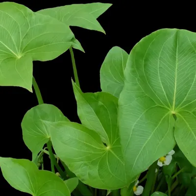 Стрелолист обыкновенный (Sagittaria sagittifolia)