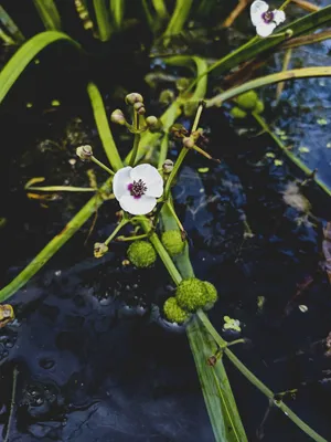 MW0219076, Sagittaria sagittifolia (Стрелолист обыкновенный), specimen