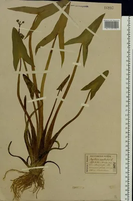 Стрелолист обыкновенный, или стрелолистный (лат. Sagittaria sagittifolia) |  Пикабу