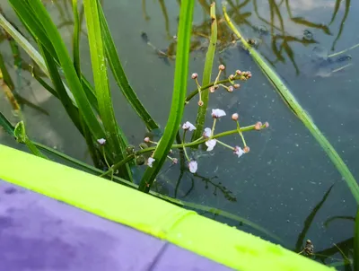 Природа Байкала | Стрелолист плавающий (Sagittaria natans)