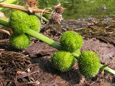 Стрелолист широколистный (Sagittaria latifolia)