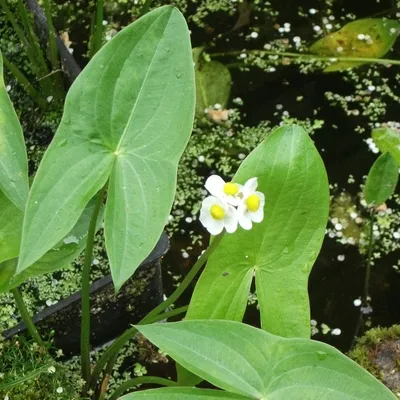 Sagittaria sagittifolia subsp. sagittifolia / Стрелолист стрелолистный |  Атлас цветущих растений