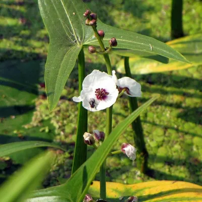 Коллекционный объект БСИ ДВО РАН: Sagittaria trifoliata (стрелолист  трилистный)