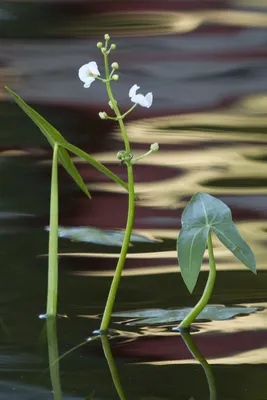 Стрелолист обыкновенный - Sagittaria sagittifolia Сет 50 шт