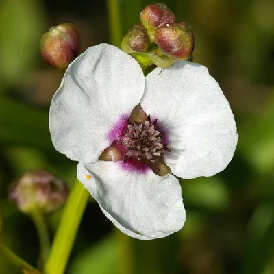 Стрелолист Копьелистный Sagittaria Lancifolia Обычно Встречается В  Пресноводных Болотах И Болотах А Также Вдоль Ручьев Прудов И Озер Это  Родное — стоковые фотографии и другие картинки Без людей - iStock