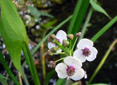 Стрелолист обыкновенный (Sagittaria sagittifolia) | Aquarium-Style