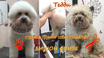 Стрижка бишон фризе 🐾 Щелково по доступной цене в груминг салоне - КотОпёС