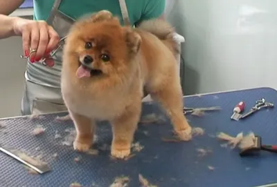 Стрижка померанского шпица до и после. Grooming (grooming) Pomeranian  before and after.  | Dog grooming styles, Dog haircuts,  Grooming style
