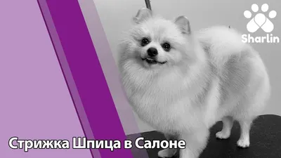 Стрижка шпица на дому, цена 1190 рублей. Подстричь шпица недорого в Москве  - 