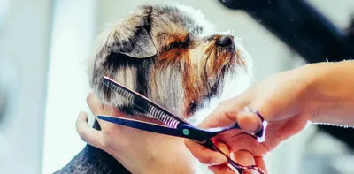 Груминг. Стрижка собак в Киеве - цена на стрижку для собак, Barber Pet