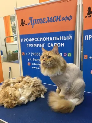 Стрижка кошек