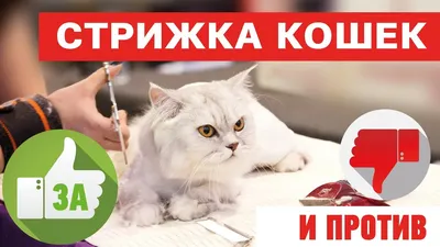 Стрижка кошки