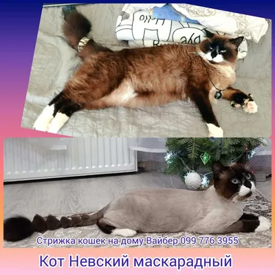 Стрижка котов и кошек ! Владивосток/ Артём