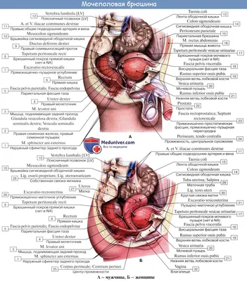 Пищеварительная система : нормальная анатомия | e-Anatomy