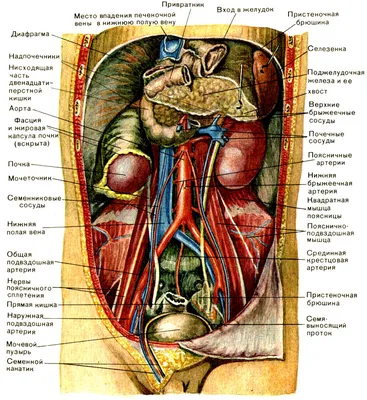 Строение женской репродуктивной системы и таза: иллюстрации с надписями |  e-Anatomy