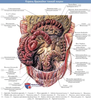 Анатомия человека: Средний этаж брюшной полости. Брыжейка.