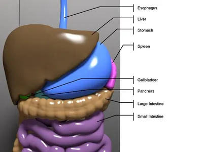 Презентация "Анатомия органов брюшной полости" – скачать проект