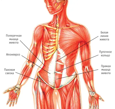 Анатомия человека: Брюшина, peritoneum. Полость брюшины. Брюшная полость