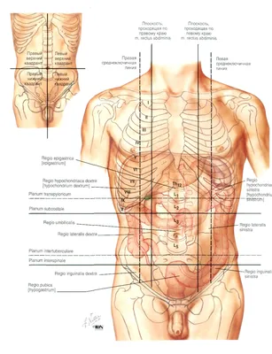 Анатомия человека. Строение и расположение внутренних органов человека.  Органы грудной клетки, брюшной полости, … | Анатомия, Анатомия человека,  Учащиеся медучилища